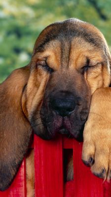 Chien Endormi Mignon
