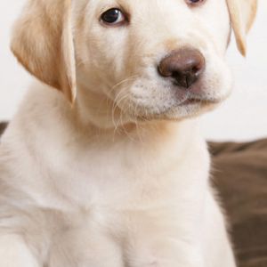 Chiot Labrador Mignon
