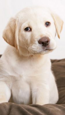 Chiot Labrador Mignon