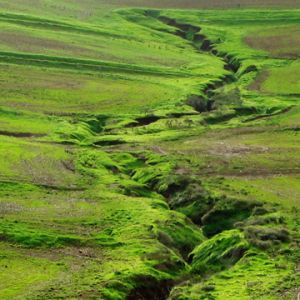 Paysage Verdoyant