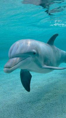 Dauphin Joueur Sous l'Eau