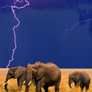 Éléphants sous l'Orage