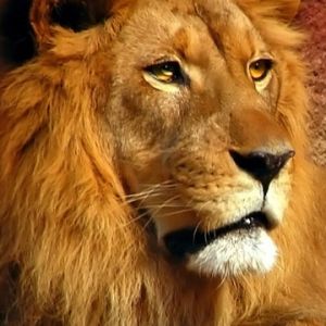 Lion Majestueux en Gros Plan