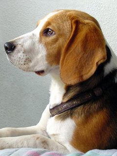 Profil de Beagle