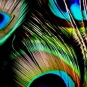 Plumes de Paon Colorées