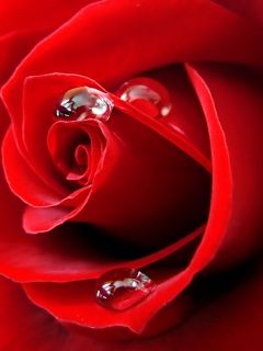 Belle Rose Rouge avec Gouttes d'Eau
