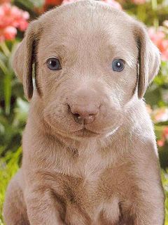Chiot Mignon aux Yeux Bleus