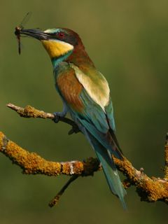 Oiseau Coloré sur une Branche