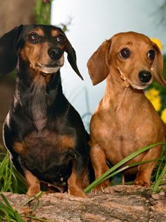 Dachshunds Mignons dans la Nature