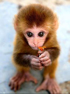 Bébé Singe Adorable
