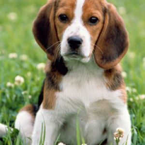 Chiot Beagle Mignon