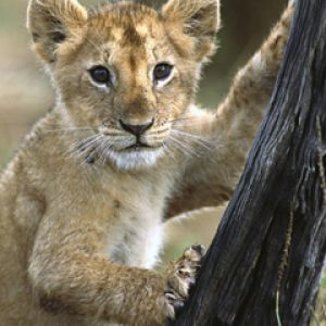 Mignon Petit Lion