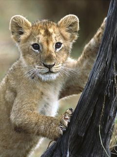 Mignon Petit Lion