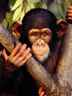Chimpanzé mignon dans l'arbre