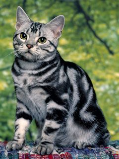 Chat Tigré Argenté Mignon