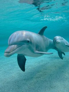 Dauphins Nageant Ensemble