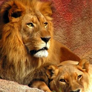 Lions Majestueux dans la Nature