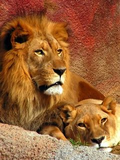 Lions Majestueux dans la Nature
