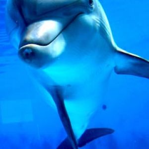 Dauphin souriant sous l'eau