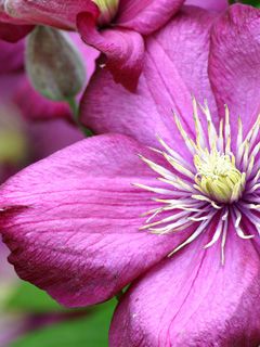Fleur Violette Vibrante