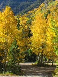 Sentier Forestier d'Automne