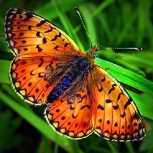 Papillon Orange Vibrant