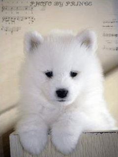 Chiot Blanc Adorable
