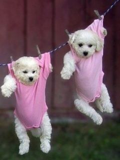 Chiots Mignons Suspendus aux Vêtements