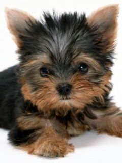 Adorable Chiot Yorkshire Terrier