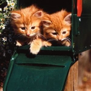 Bébés Chats Mignons dans une Boîte aux Lettres
