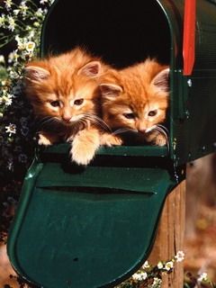 Bébés Chats Mignons dans une Boîte aux Lettres