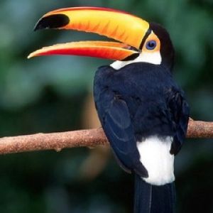 Toucan Coloré
