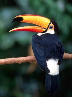 Toucan Coloré