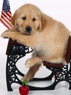 Chiot Golden Retriever Mignon