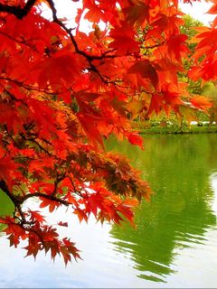 Feuilles d'Automne Vibrantes