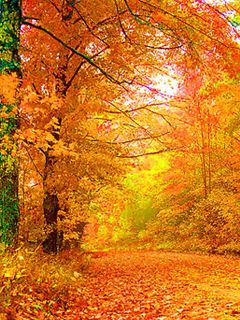 Sentier Forestier d'Automne