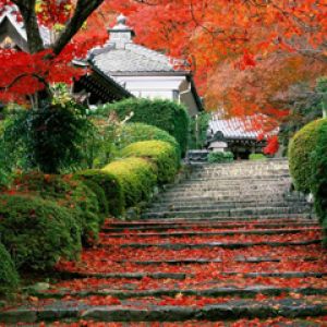 Sentier d'Automne avec Feuilles Rouges