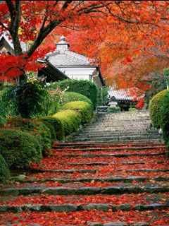 Sentier d'Automne avec Feuilles Rouges