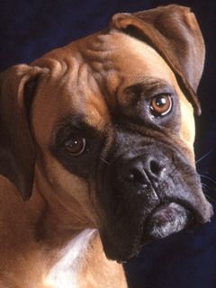 Portrait de Boxer