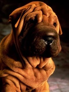 Chien Shar Pei Adorable - wallpaper preview