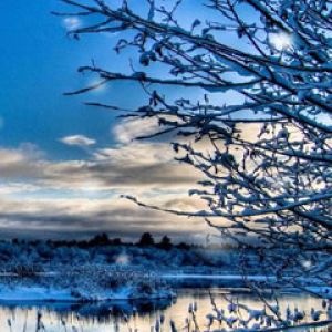 Paysage d'Hiver avec Arbres Enneigés