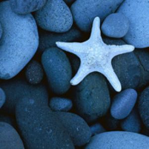 Étoile de Mer sur Galets