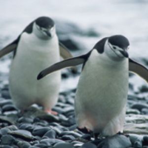 Pingouins Charmants en Marche