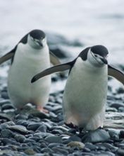 Pingouins Charmants en Marche