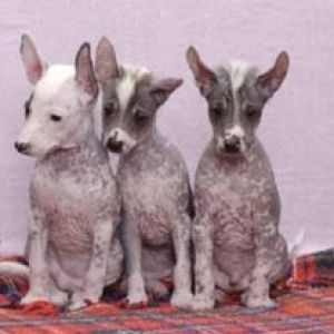 Chiots Mignons Assis Ensemble