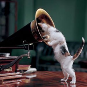 Chat Curieux avec Gramophone