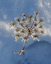 Beauté de la Nature Hivernale