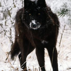 Loup Noir Majestueux dans la Neige