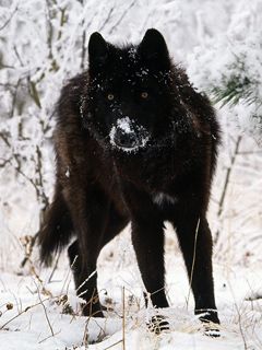 Loup Noir Majestueux dans la Neige
