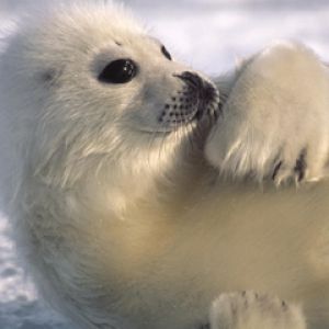 Bébé Phoque Mignon